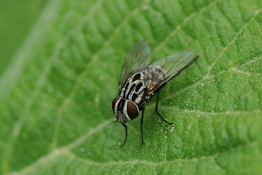 Graphomya maculata